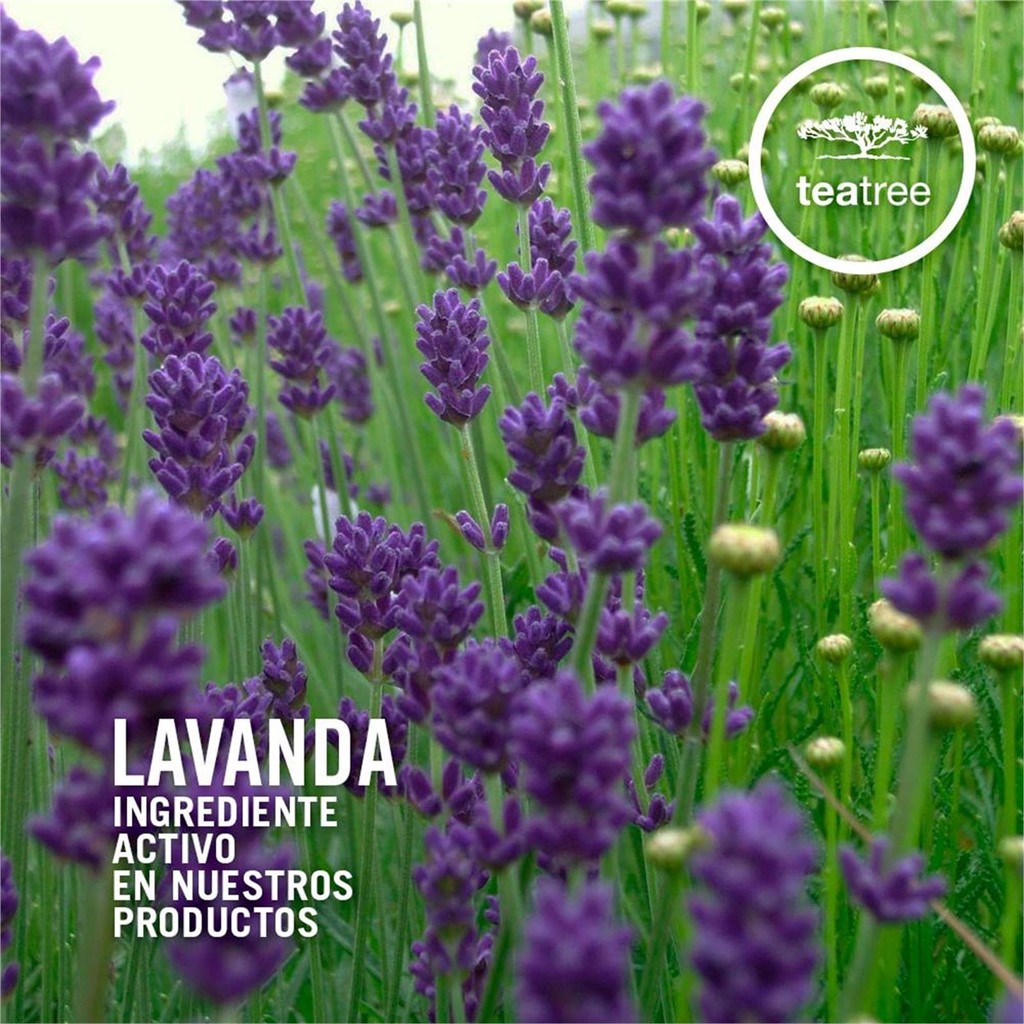 Foto 5 CHAMPÚ LAVANDER MINT MOISTURIZING