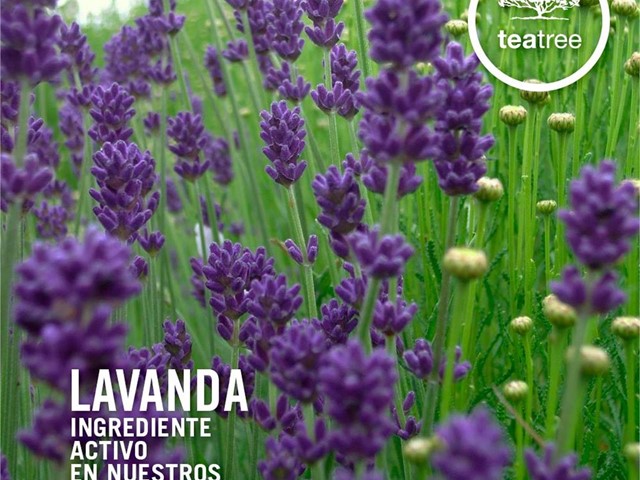 LAVANDER MINT MOISTURIZING CONDITIONER